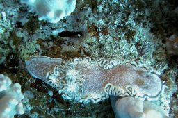Glossodoris hikuerensis